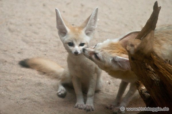 Sivatagi rókák az állatkertben (Képek és videó)