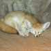 Sivatagi róka (Fennec Fox, Fennek, Wüstenfuchs, Vulpes zerda)