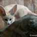 Sivatagi róka (Fennec Fox, Fennek, Wüstenfuchs, Vulpes zerda)