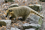 Ormányos medve - Nasenbär