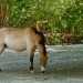 Przewalski-ló - Przewalski's Horse (Equus przewalskii)