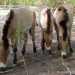 Przewalski-ló - Przewalski's Horse (Equus przewalskii)