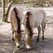 Przewalski-ló - Przewalski's Horse (Equus przewalskii)