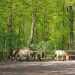 Przewalski-ló - Przewalski's Horse (Equus przewalskii)