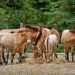 Przewalski-ló - Przewalski's Horse (Equus przewalskii)