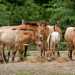 Przewalski-ló - Przewalski's Horse (Equus przewalskii)