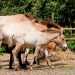 Przewalski-ló - Przewalski's Horse (Equus przewalskii)