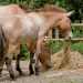 Przewalski-ló - Przewalski's Horse (Equus przewalskii)