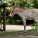 Przewalski-ló - Przewalski's Horse (Equus przewalskii)
