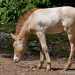 Przewalski-ló - Przewalski's Horse (Equus przewalskii)