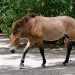 Przewalski-ló - Przewalski's Horse (Equus przewalskii)