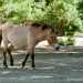 Przewalski-ló - Przewalski's Horse (Equus przewalskii)
