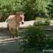 Przewalski-ló - Przewalski's Horse (Equus przewalskii)