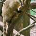 Ormányos medve (South American Coati, Nasenbär, Nasua nasua)