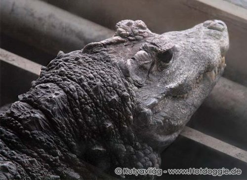 Krokodil