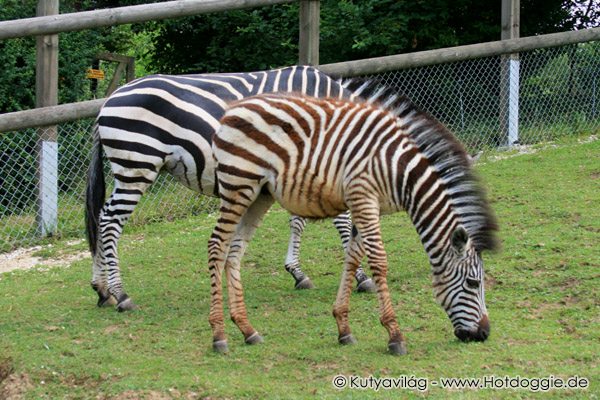 A kéttestű egyfejű zebra