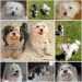 Bichon Havanese (Hund, Dog, Kutya)