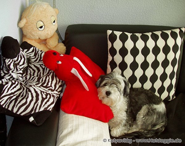 Bichon Havanese