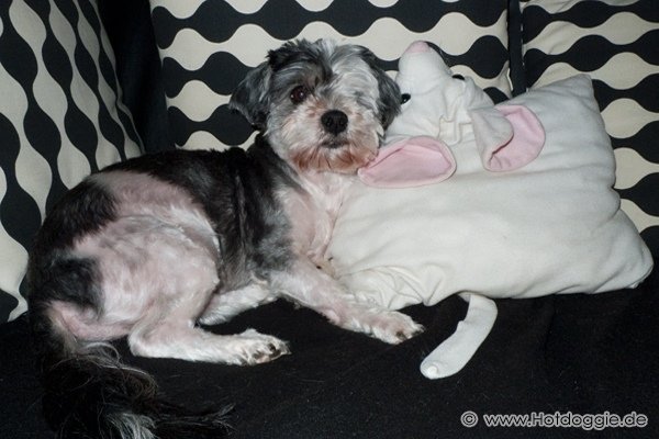 Bichon Havaneser Murray - Tavaszi frizura Bichon Havaneser Murray - Tavaszi frizura
