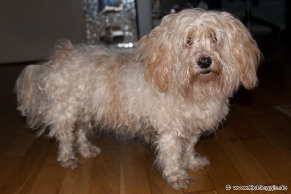 Bichon Havaneser kutya - Pizsamapartin Bichon Havaneser kutya - Pizsamapartin