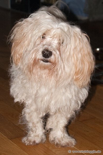 Bichon Havaneser kutya - Pizsamapartin Bichon Havaneser kutya - Pizsamapartin