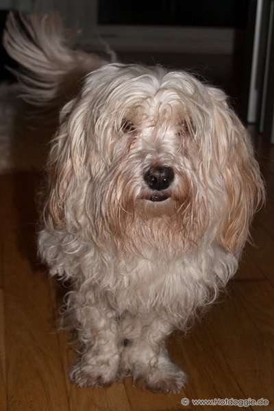 Bichon Havaneser kutya - Pizsamapartin Bichon Havaneser kutya - Pizsamapartin
