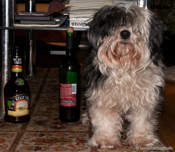 Bichon Havaneser kutya - Pizsamapartin Bichon Havaneser kutya - Pizsamapartin