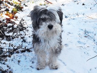 bichon_havaneser-2017 bichon_havaneser-2017