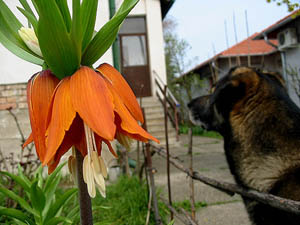 02-Floki-08.jpg