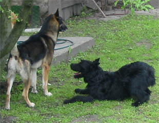 02-Floki-09.jpg