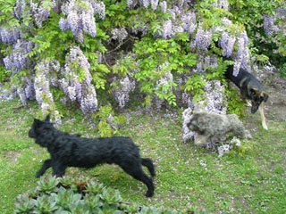 02-Floki-10.jpg