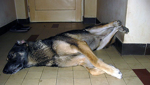 02-Floki-11.jpg
