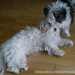 Bichon Havanese