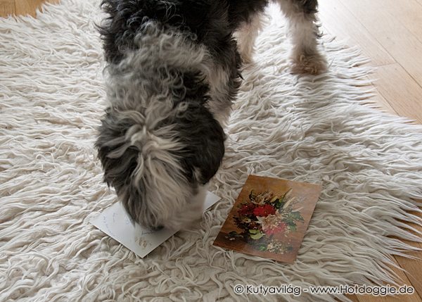 Murray kutya a képeslapos nagy meglepetésekkel