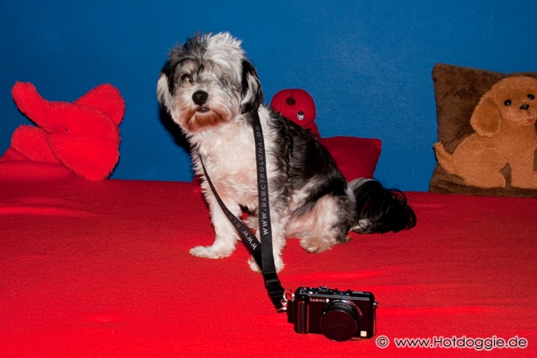 Murray kutya és Merlin a Panasonic Lumix Digital Camera