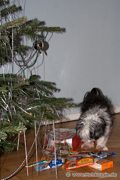 Murray kutya karácsonya