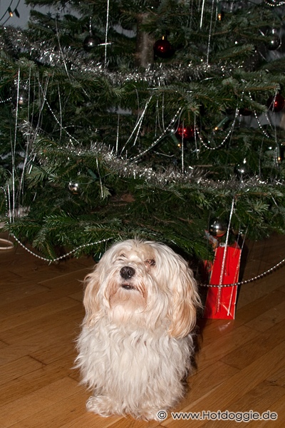 Murray kutya karácsonya