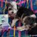 Bichon Havanese: Murray hagyományos scrapbookkal