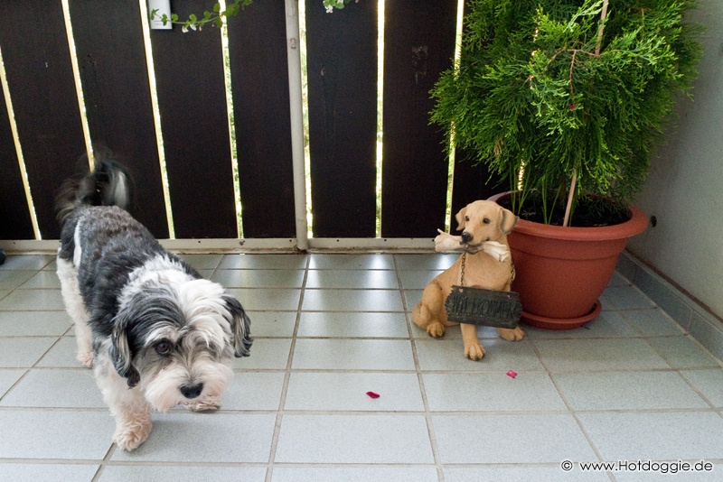 Murray kutya és az erkély kutya