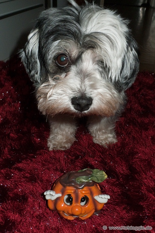 Minden kedves látogatónknak Happy Halloweent kívánok!