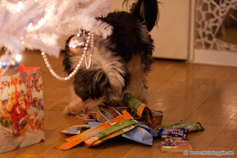 Murray kutya karácsonya és karácsonyi ajándéka (2010)