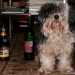 Bichon Havaneser kutya - Pizsamapartin