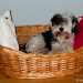 Bichon Havanese (Hund, Dog, Kutya)