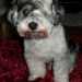 Bichon Havanese (Hund, Dog, Kutya)