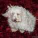 Bichon Havaneser kutya - Charlie az álcázó müvészkutya