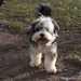 Murray a Bichon Havanese kutya a parkban