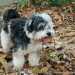 Murray a Bichon Havanese kutya a parkban