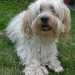 438-bichon_havaneser-01