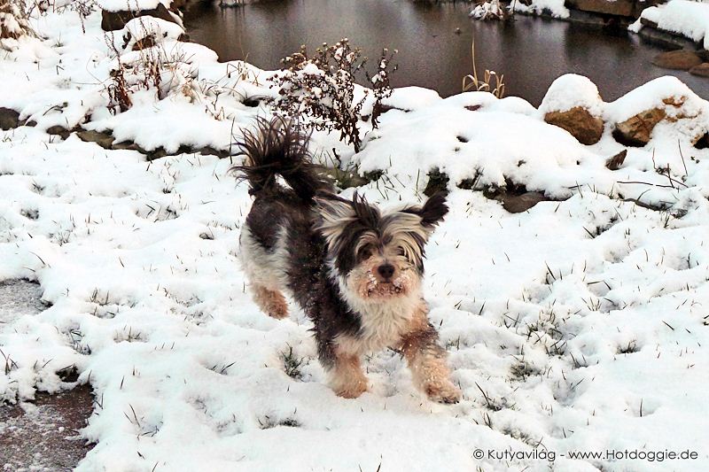 Mörri kutya játéka a hóban