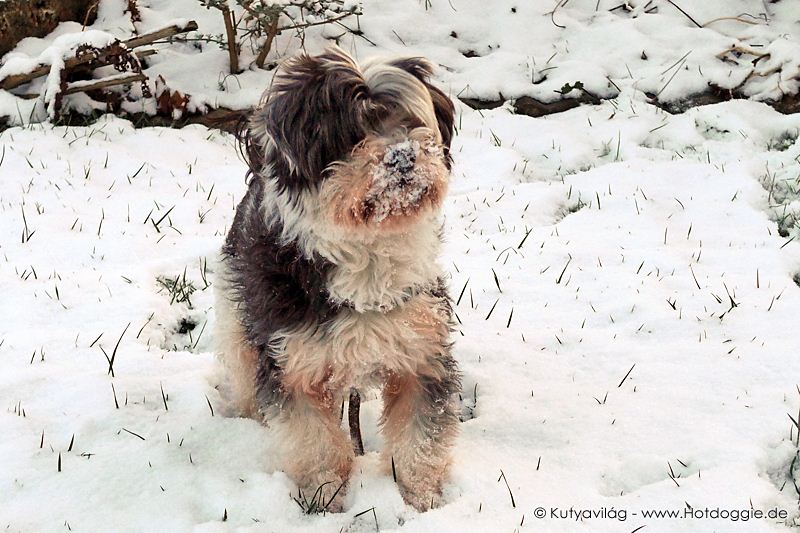 Mörri kutya játéka a hóban